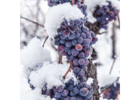 vino de hielo