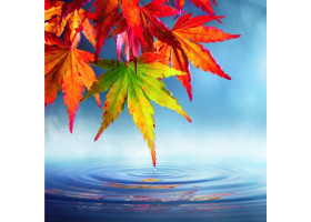 Maple water