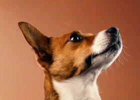 犬用