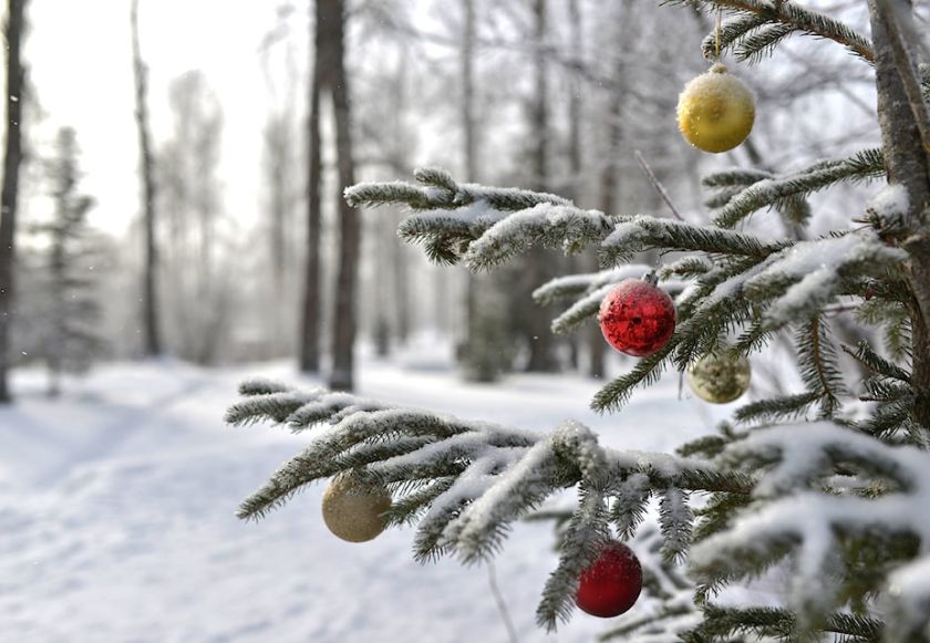 canada foret neige