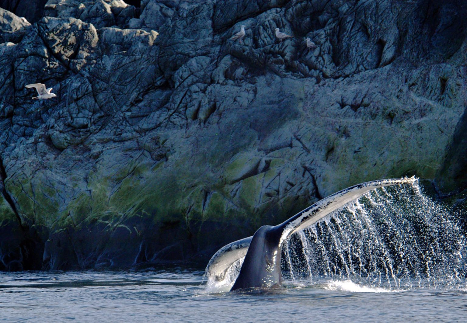 les baleines au Canada