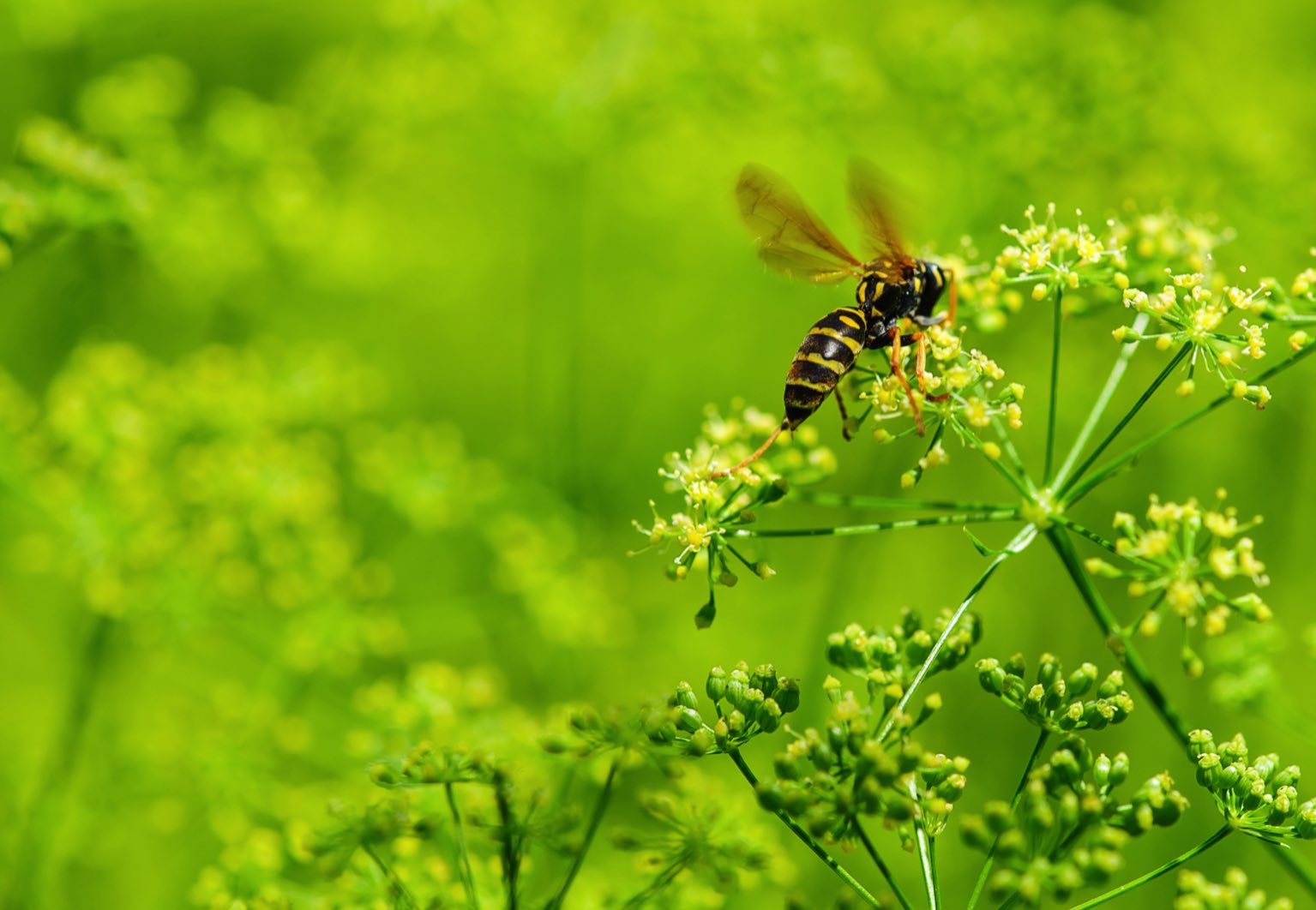 Abeille au Canada
