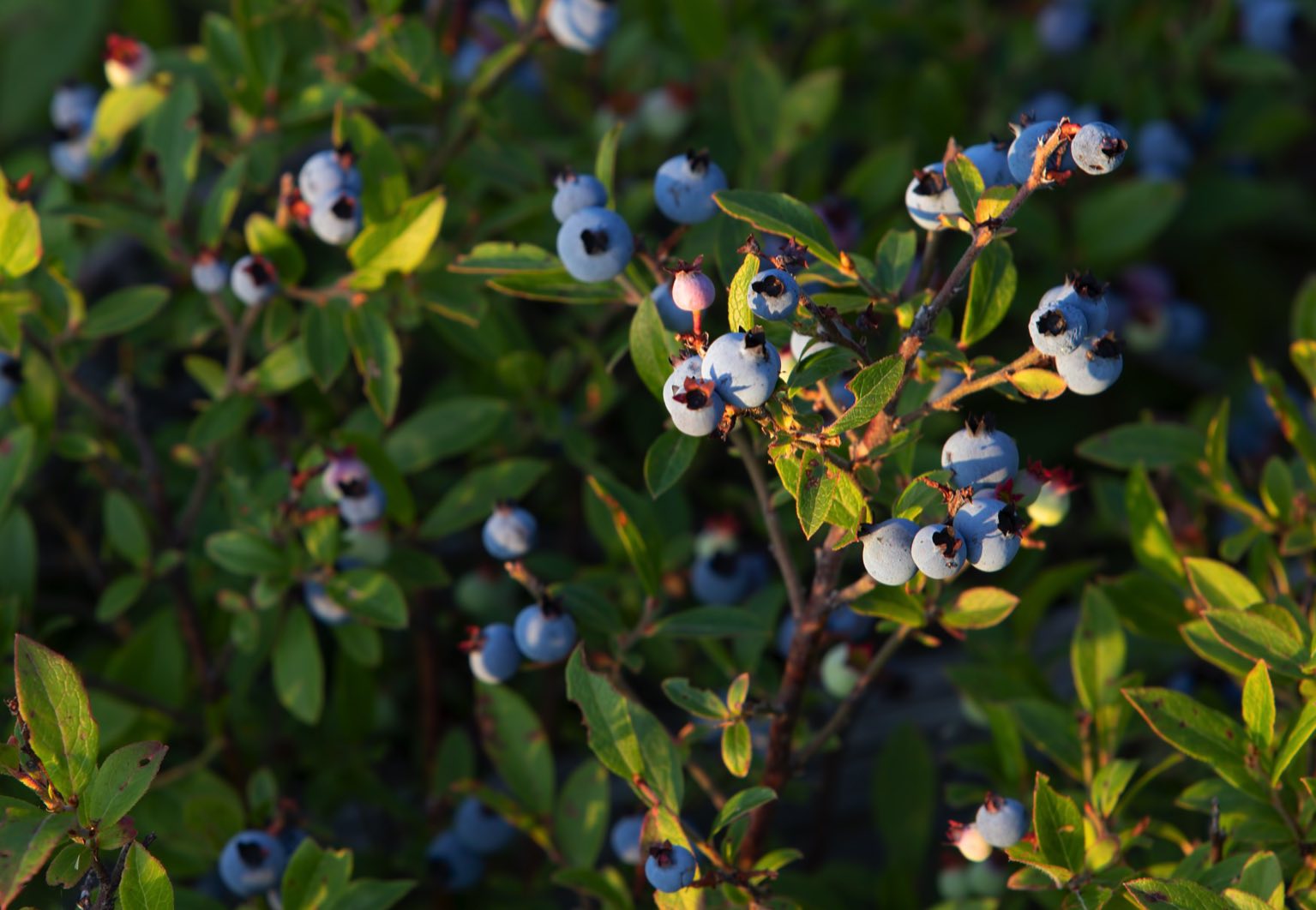 Bleuet sauvage