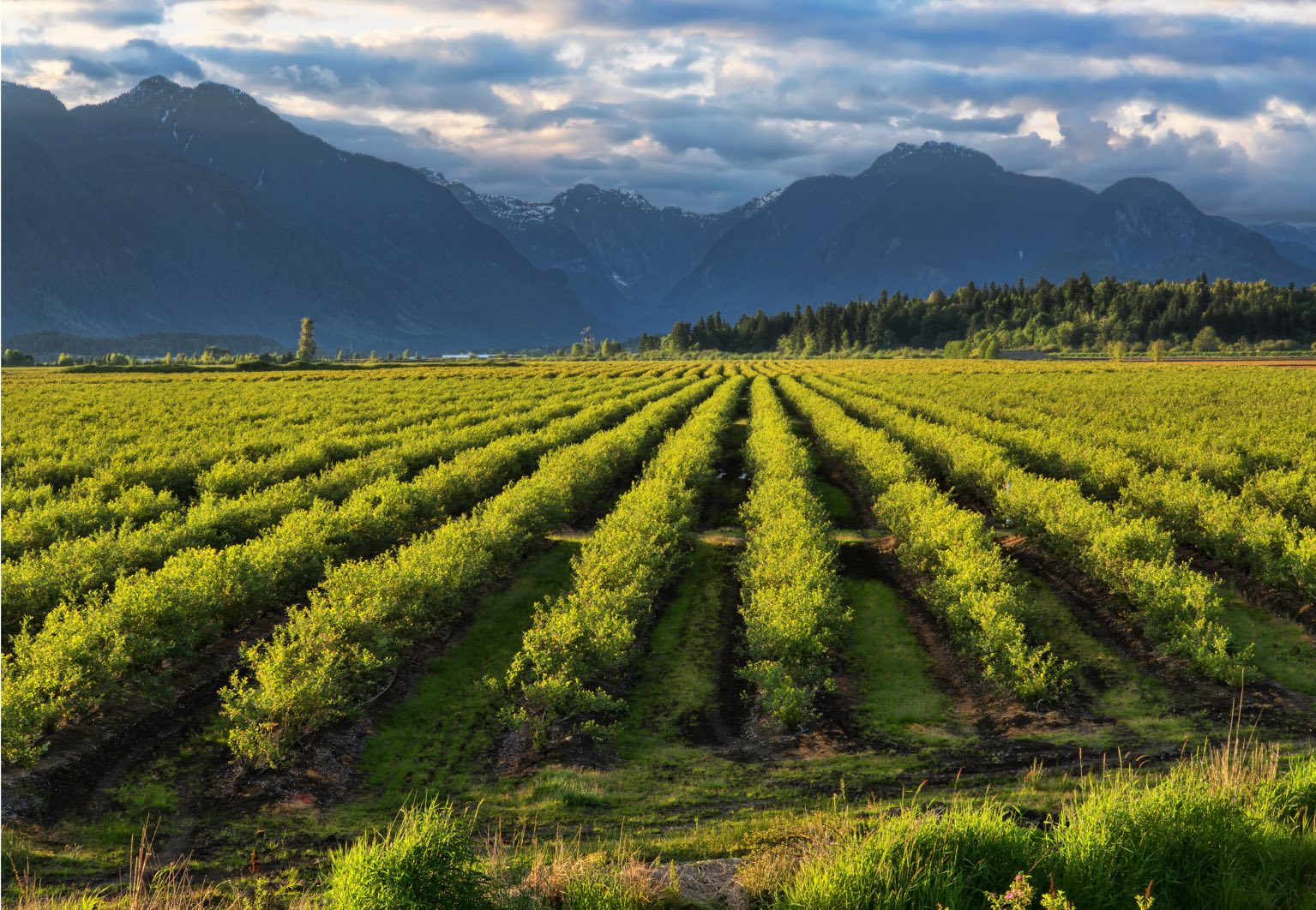 Pollinisation au canada