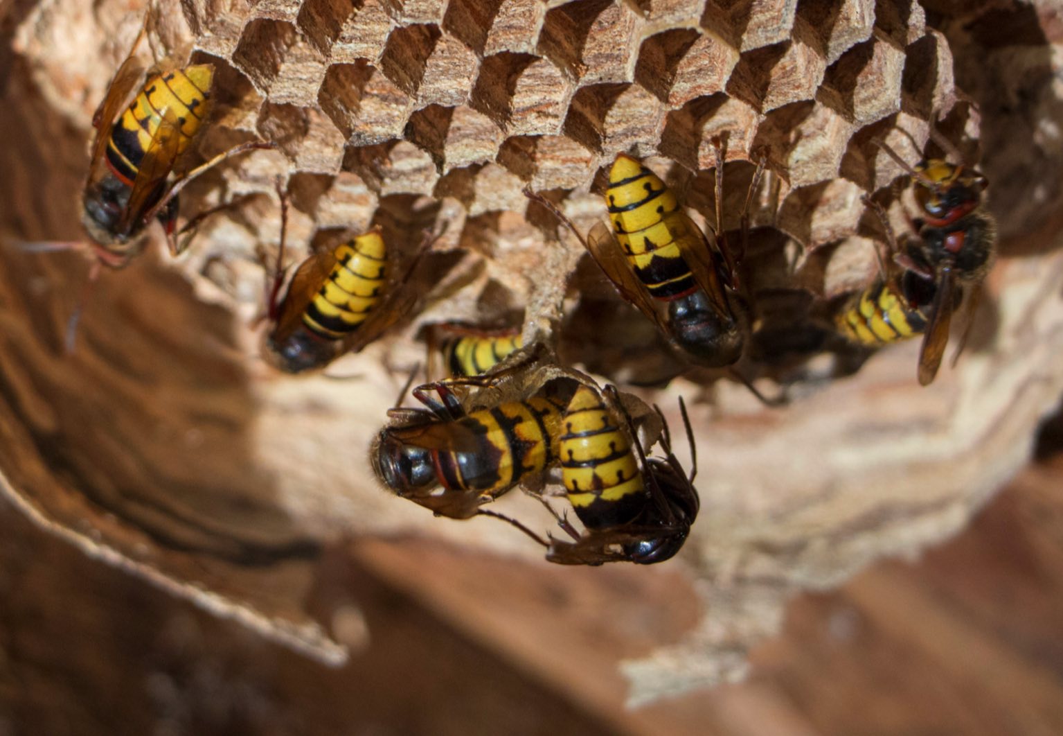 Ruche d'abeilles