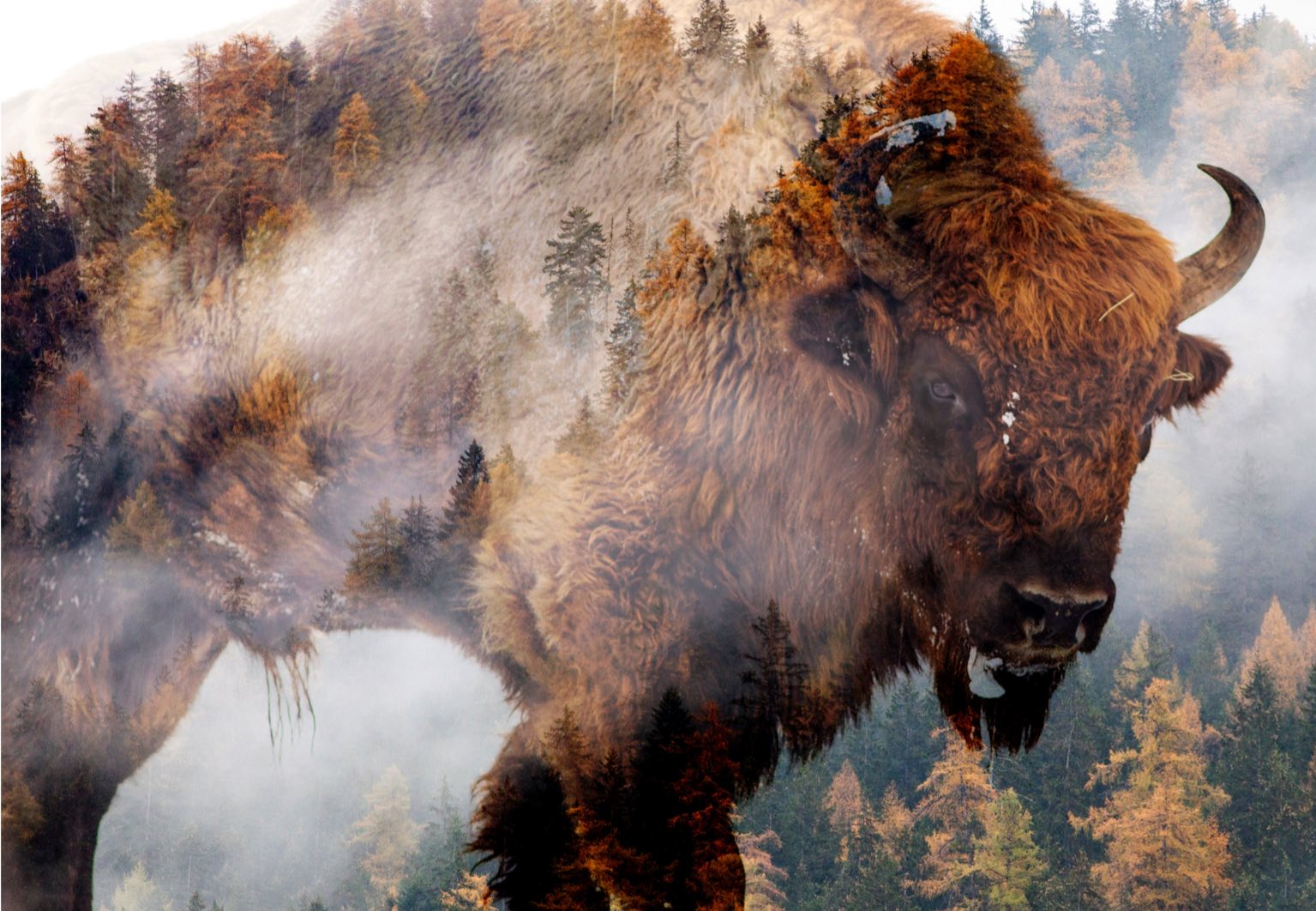 Bison et l'art amérindien 