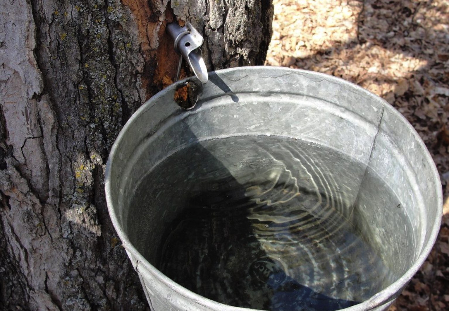 eau d'érable arbre