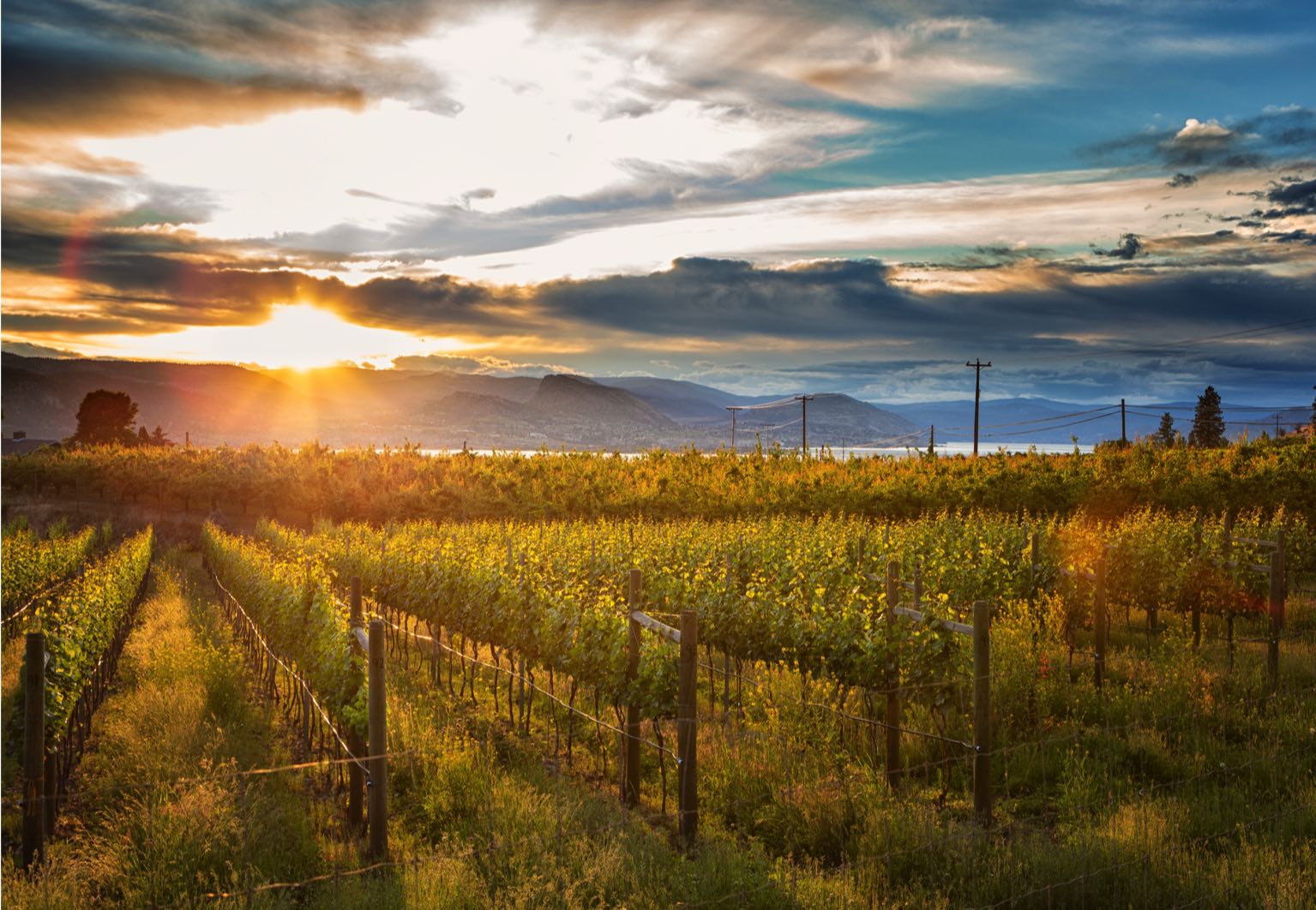 Vignoble au canada