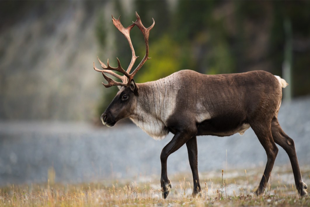 Le caribou Le caribou