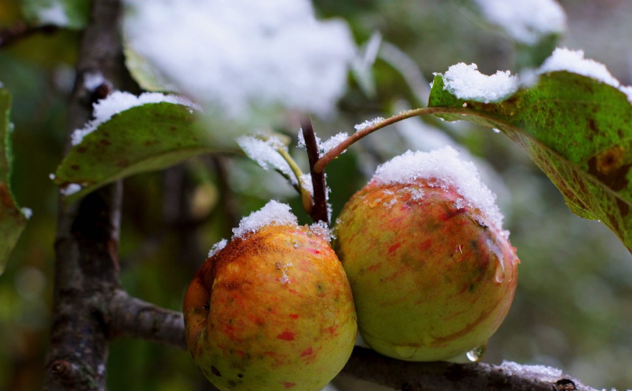 manzana congelada en el árbol