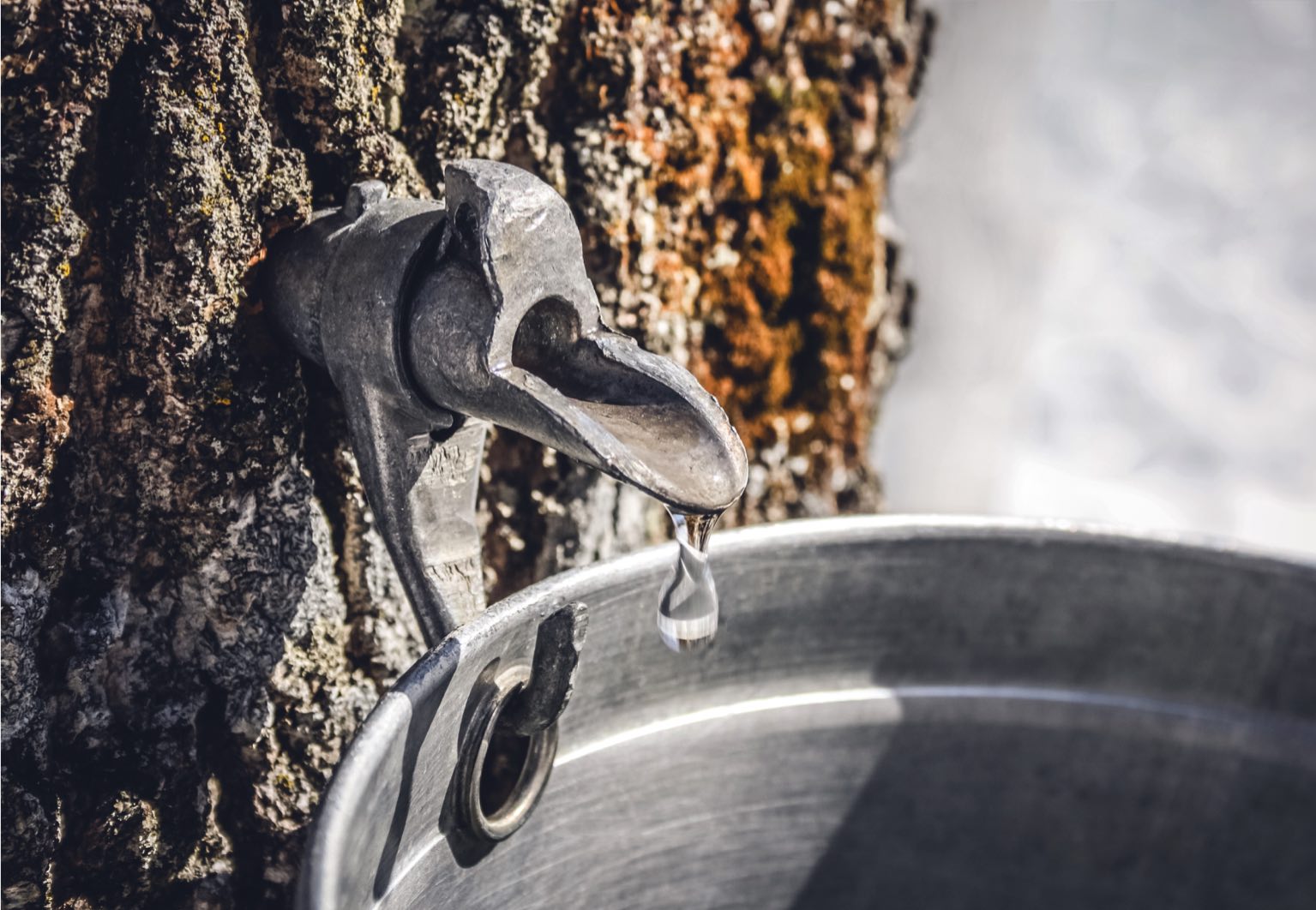 eau d'érable qui coule de l'arbre eau d'érable qui coule de l'arbre