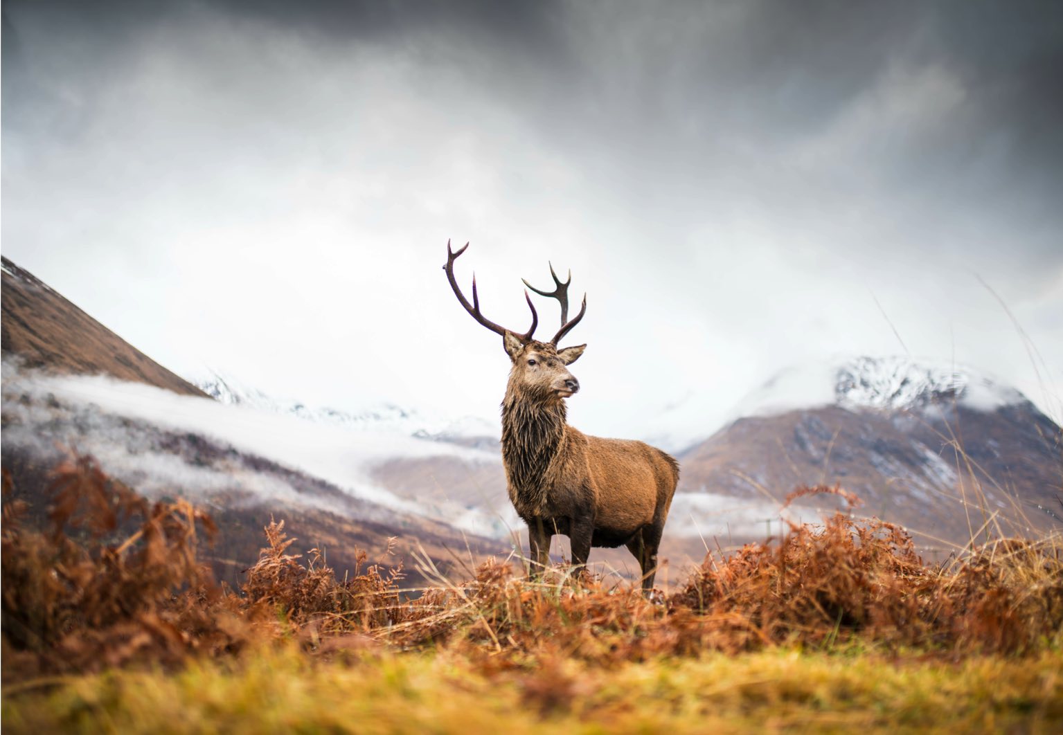 Caribou au Canada