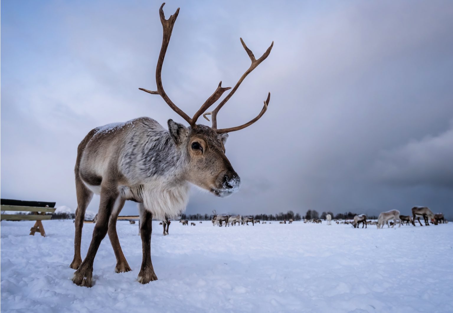 Caribou dans la neige