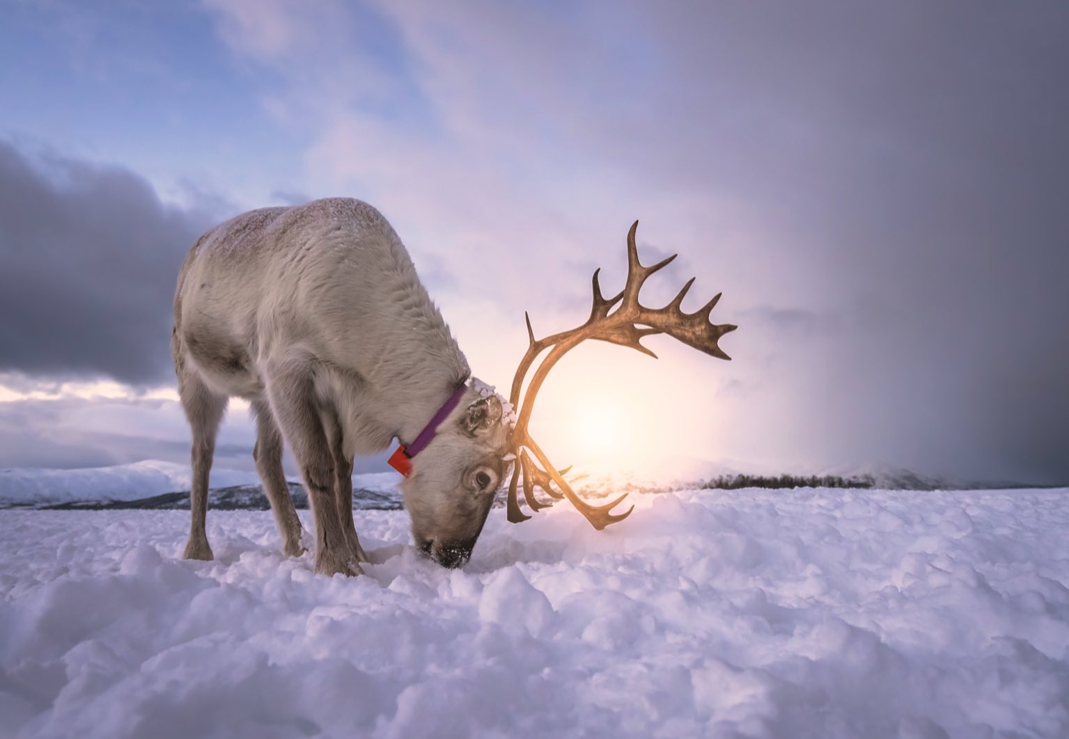 Caribou au Québec