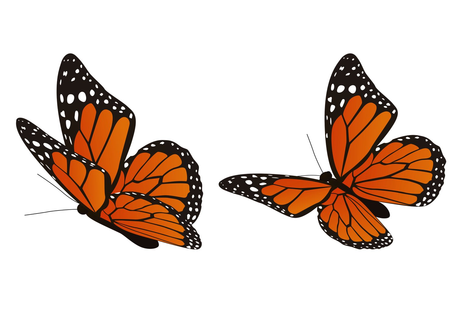 Papillon du Canada