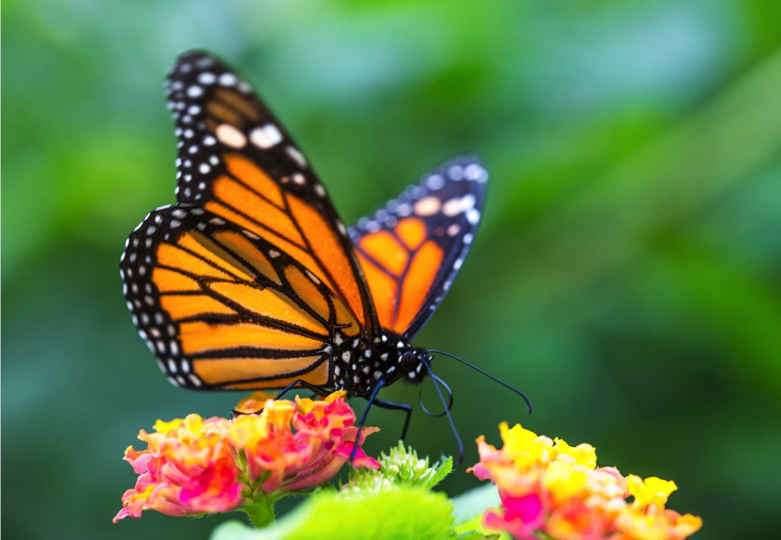 papillon monture du Canada