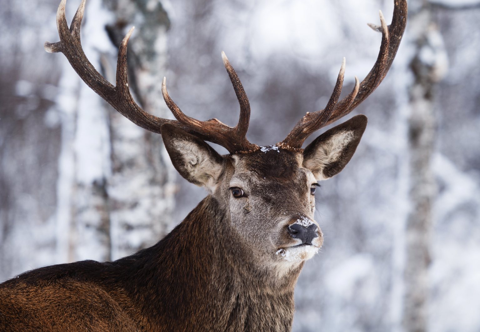 Caribou avec le soleil