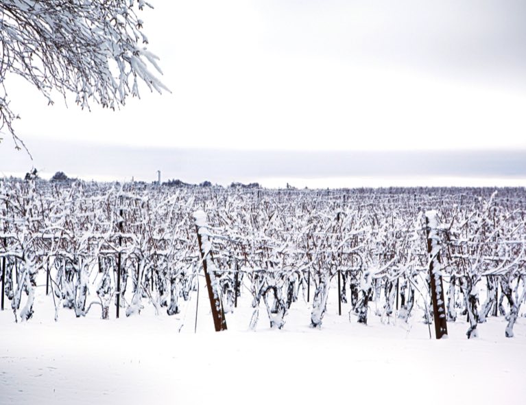 Vigne gelé au Québec Vigne gelé au Québec