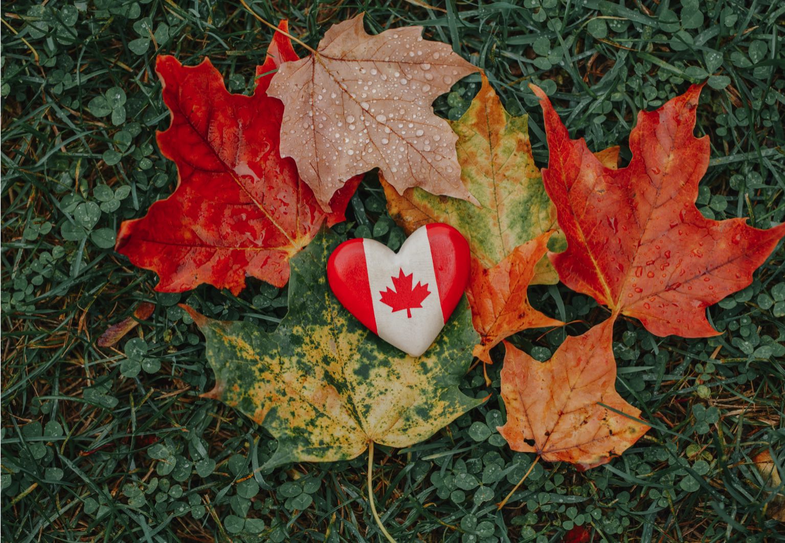 Feuille d'érable emblème du canada