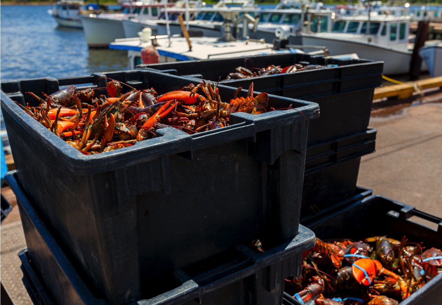 Pêche du homard au Québec