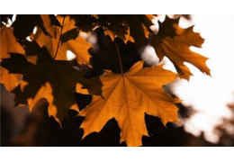 The discovery of maple syrup by the Amerindians: origins and legends
