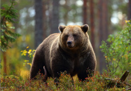 De tien emblematische dieren van Canada om te ontdekken tijdens uw verblijf