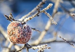 sidras de hielo canadienses