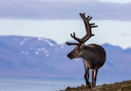 Concéntrate en el caribú, un animal emblemático de Canadá