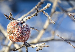 Las mejores sidras heladas producidas en Canadá