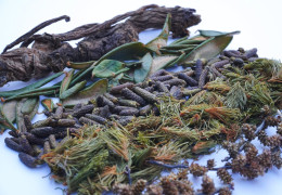 Especias de los bosques boreales de Canadá