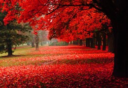 Verano indio en Canadá: ¡un viaje colorido!