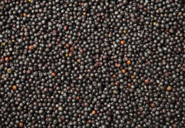 Canadá: un gran productor de semillas de mostaza