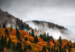 La industria forestal canadiense