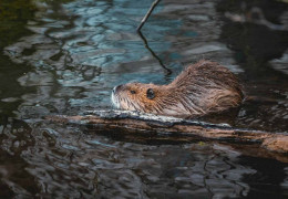 I dieci animali iconici del Canada