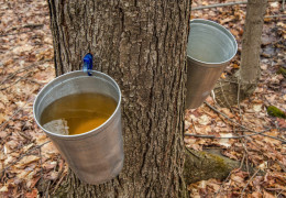 Las aplicaciones para la salud del agua de arce