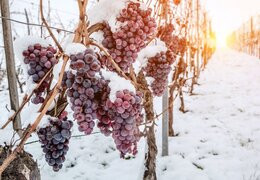 Vino de hielo de Quebec y Canadá