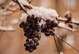 Los mejores icewines producidos en Canadá
